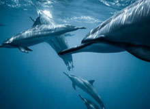 游戏规则模拟器：把复杂规则变成可玩场景的学习神器